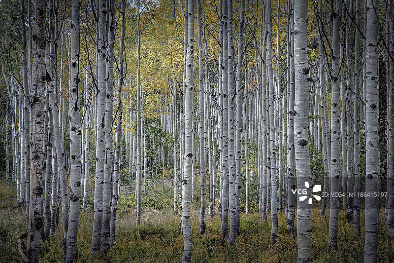 美国的秋叶和白桦树图片素材