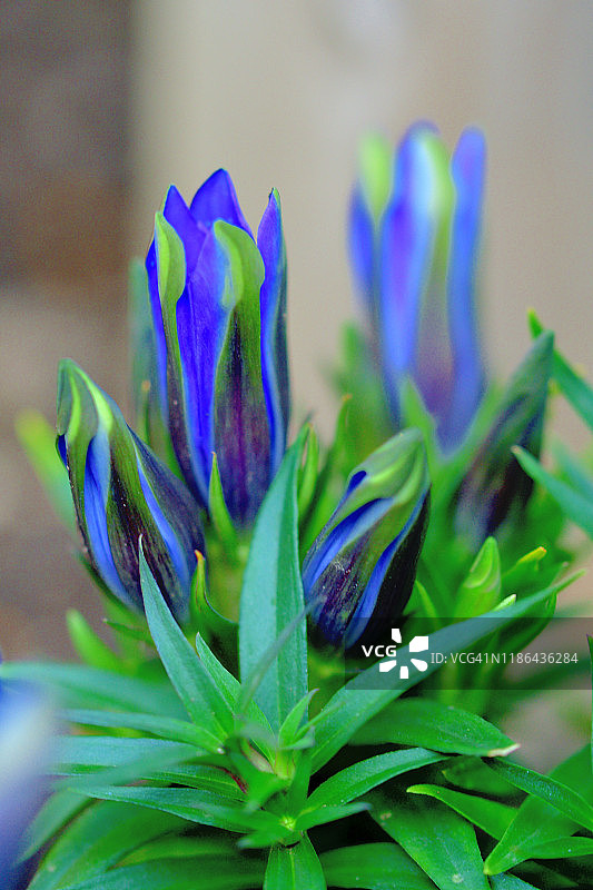 龙胆花图片素材