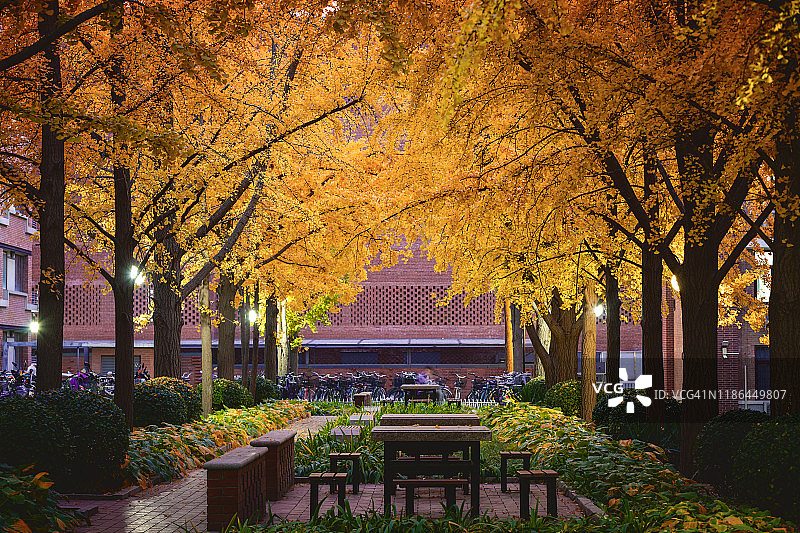 银杏树和落叶与小石桌图片素材