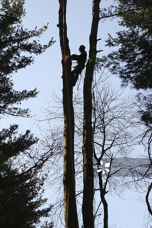 树艺师砍伐树木图片素材