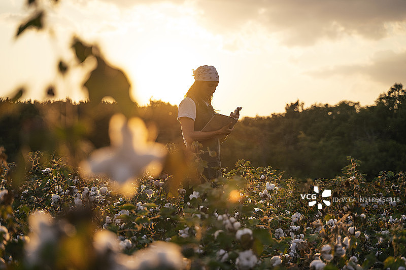 棉花采摘季：金色夕阳下的棉田，年轻女子评估收成图片素材