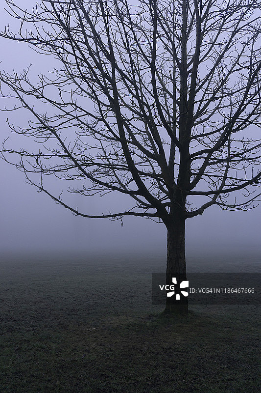 英国曼彻斯特希顿公园的雾蒙蒙早晨图片素材