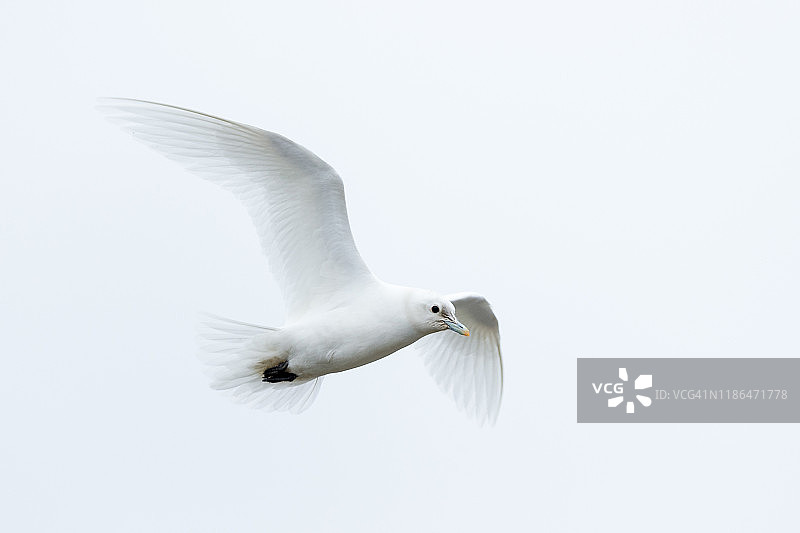 飞翔的象牙鸥图片素材
