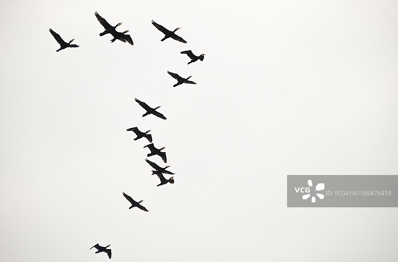 在罗马尼亚多瑙河三角洲飞翔的一群鸟图片素材