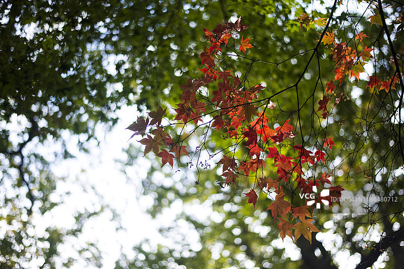 秋天的色彩图片素材