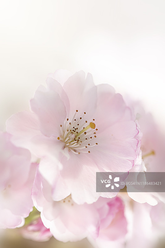 红华樱软粉色花朵特写图片素材