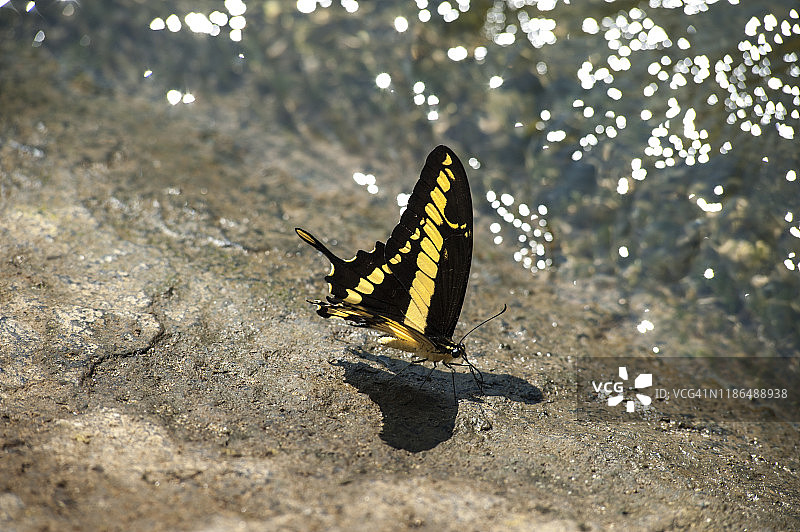 燕尾蝶图片素材