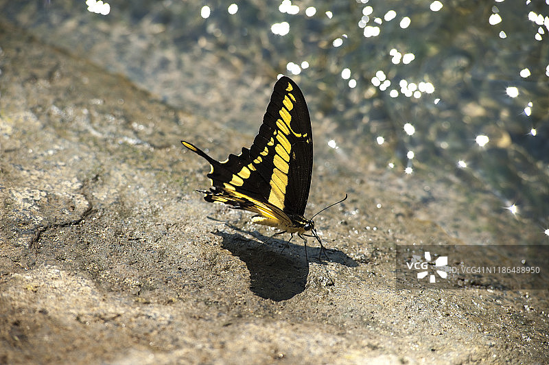 燕尾蝶图片素材