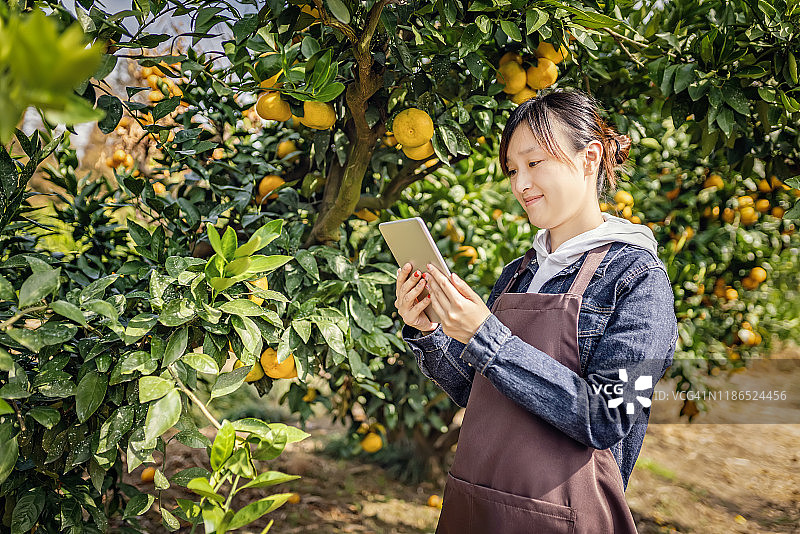 在果园工作的年轻技术女性图片素材