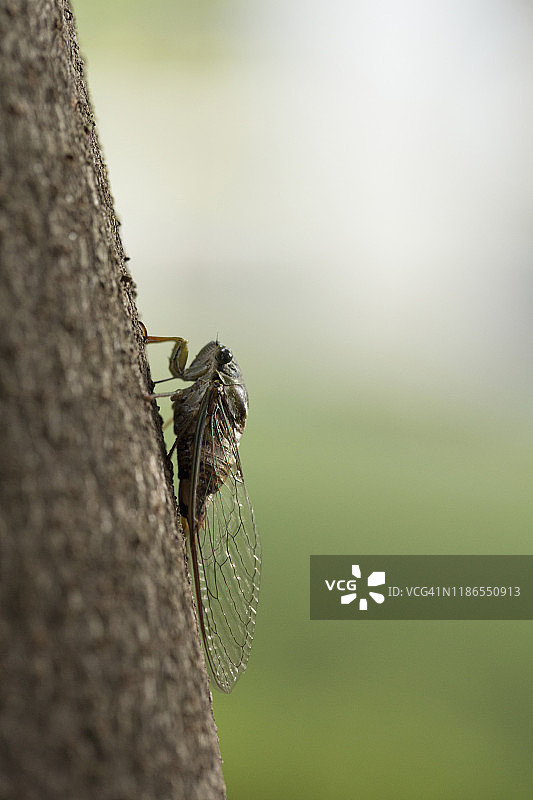 树干上的蝉特写图片素材