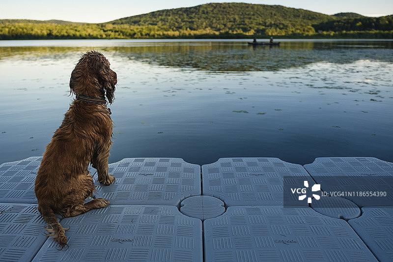 可卡犬坐在湖上浮动平台上的背影图片素材