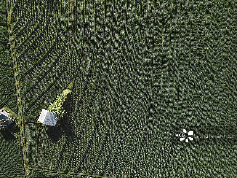稻田航拍图片素材