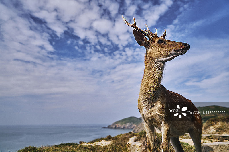 站在海边山上远眺的梅花鹿图片素材