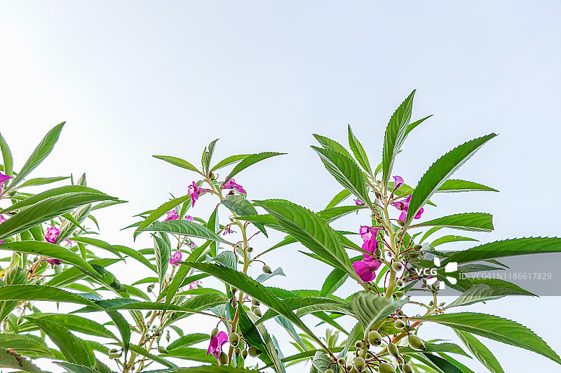 夏季生长的草本植物图片素材