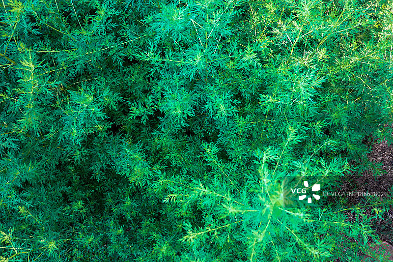 夏季生长的青蒿图片素材