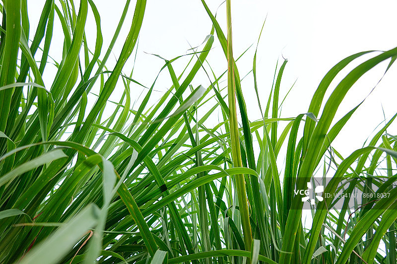 夏季生长的中国草药植物柠檬草图片素材