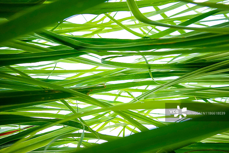 夏季生长的中国草药植物柠檬草图片素材