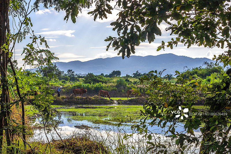 越南宁顺省的乡村风光图片素材