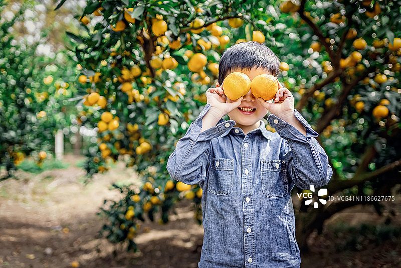 在果园里从树上摘橘子的男孩图片素材