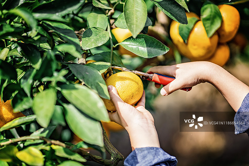 在果园里采摘有机橙子的亚洲男孩图片素材