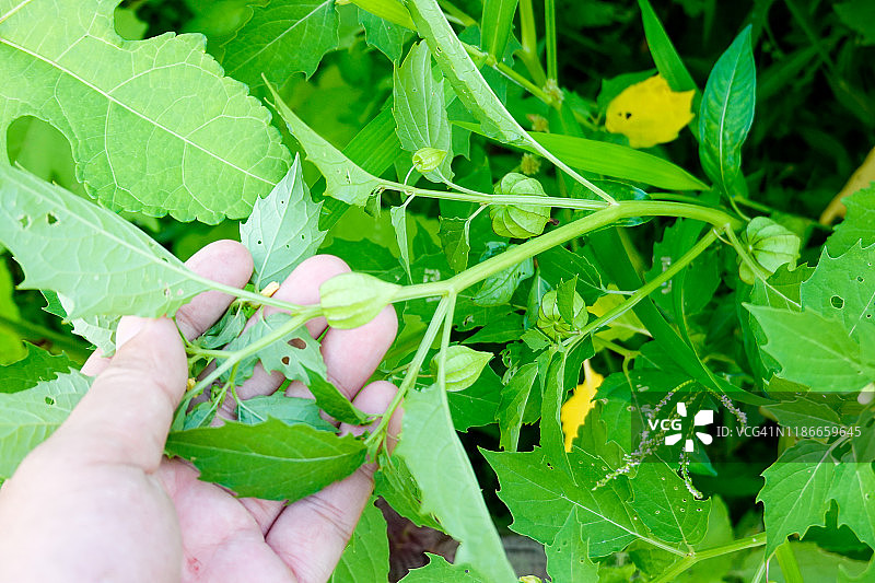 夏季生长的秘鲁酸浆草本植物图片素材