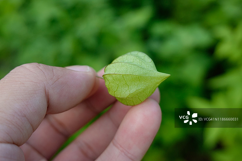 夏季生长的秘鲁酸浆草本植物图片素材
