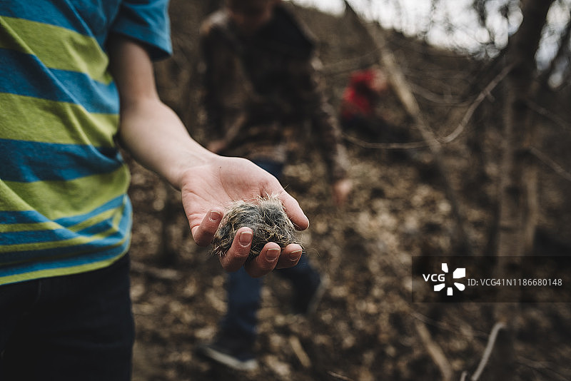 男孩在树林里手拿野生动物毛发图片素材