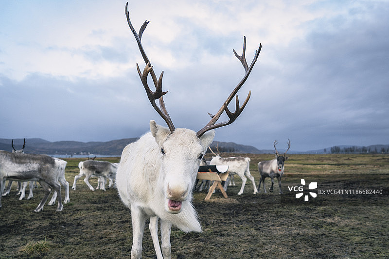白色驯鹿群图片素材