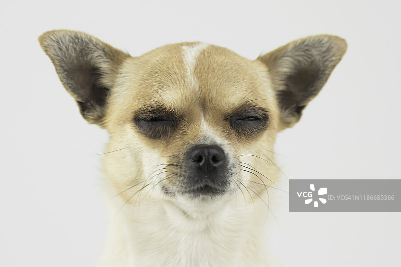 狗睡觉图片素材