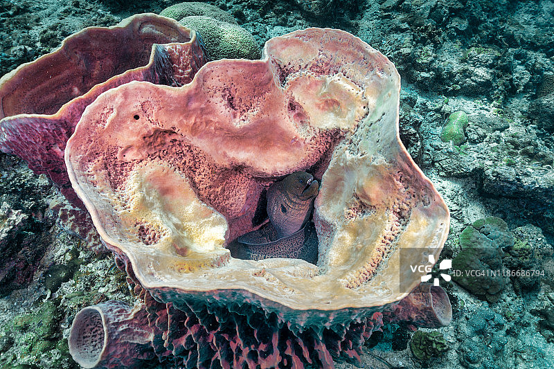 桶状海绵珊瑚内的巨大裸胸鳝图片素材