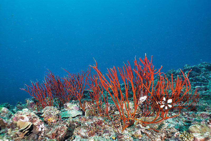 水下红色手指柳珊瑚图片素材
