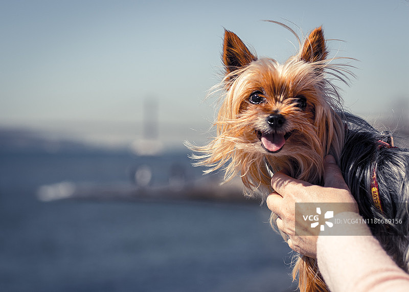 主人抱着快乐的约克夏犬图片素材