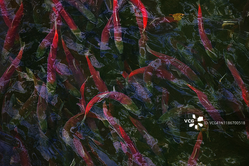 泰勒溪科科尼鲑鱼洄游的美丽景象，南太浩湖图片素材