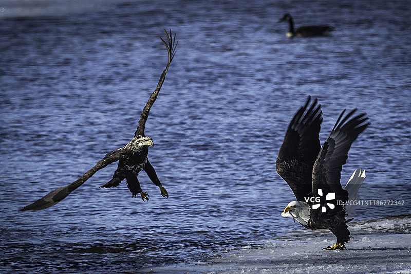 成年和幼年秃鹰争夺鱼图片素材