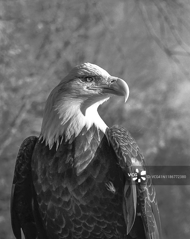 秃鹰肖像黑白研究图片素材