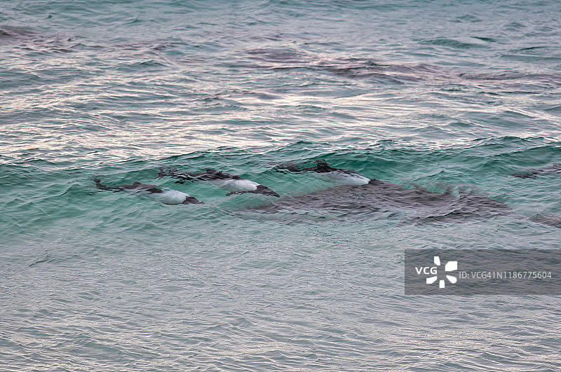 康氏矮海豚冲浪图片素材