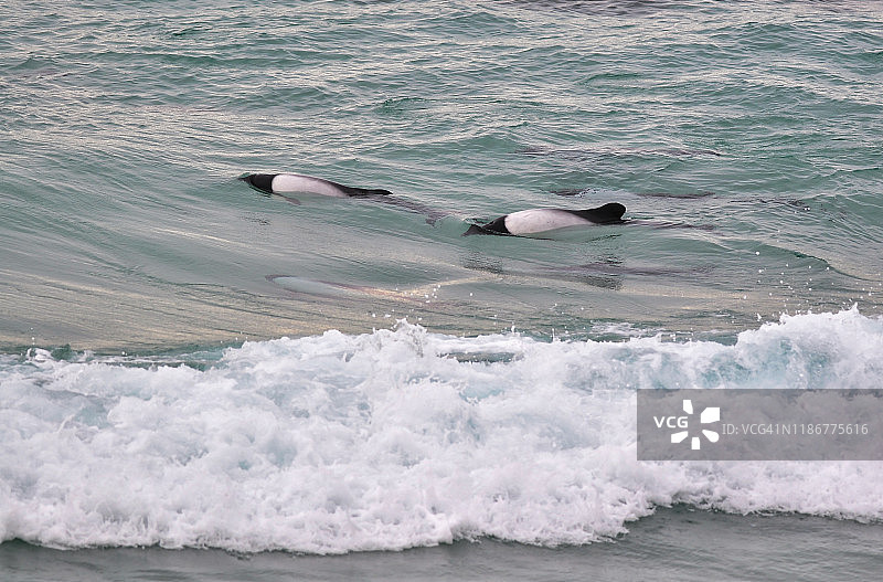 康氏矮海豚冲浪图片素材
