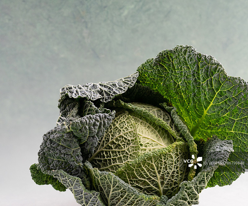 皱叶甘蓝图片素材