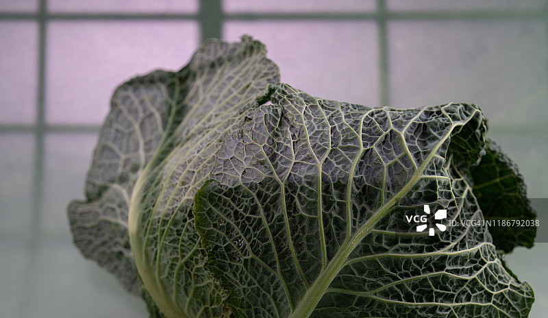 皱叶甘蓝图片素材