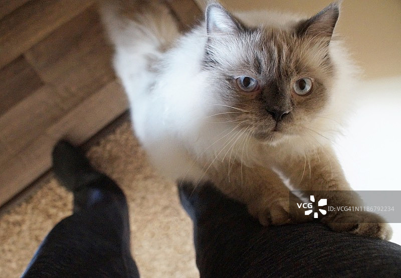 寻求关注的可爱喜马拉雅/布偶猫图片素材