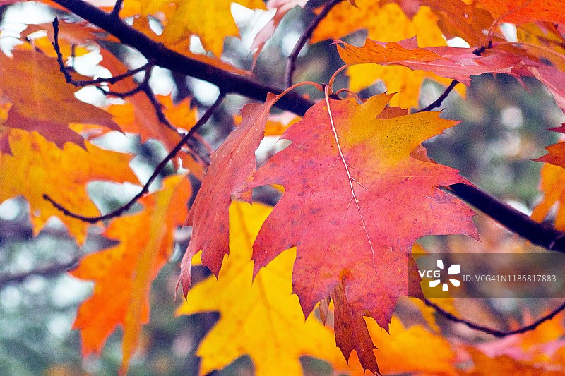 树枝上的秋色橡树叶图片素材