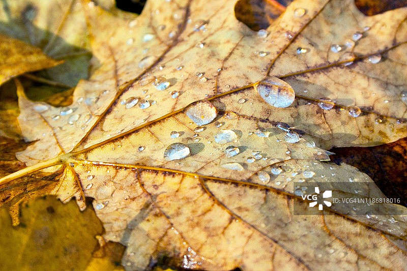 秋色枫叶上的水滴图片素材