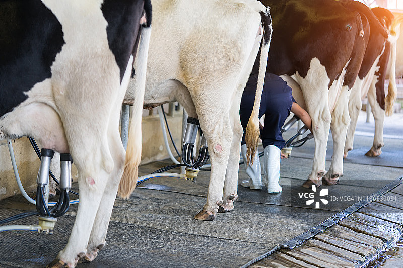 牛棚里连接到挤奶机的奶牛图片素材