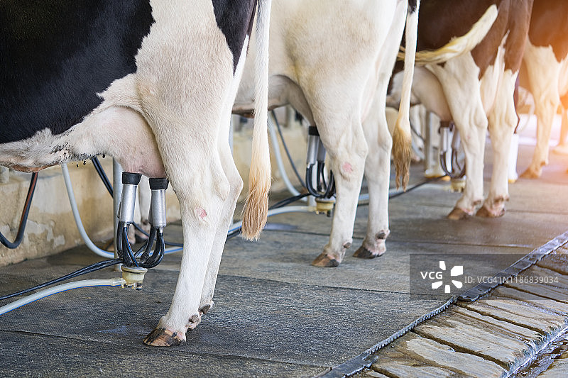 牛棚里连接到挤奶机的奶牛图片素材