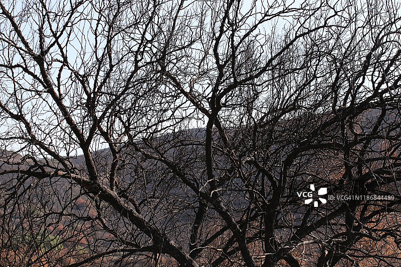 “易燃”火灾席卷了加利福尼亚州西米谷，里根图书馆周围，消防员和工作人员努力拯救图书馆、家园和企业图片素材