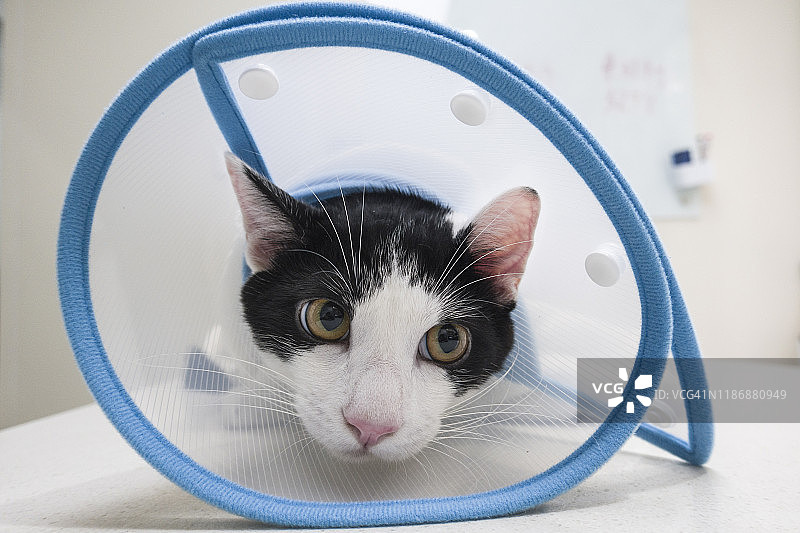 一只戴着锥形项圈的黑白猫图片素材