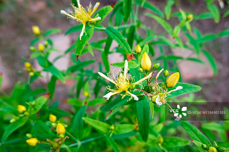 夏季生长的中国草药：黄海棠图片素材