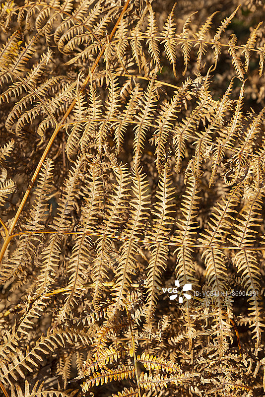 变成秋季青铜色的蕨类叶子图片素材