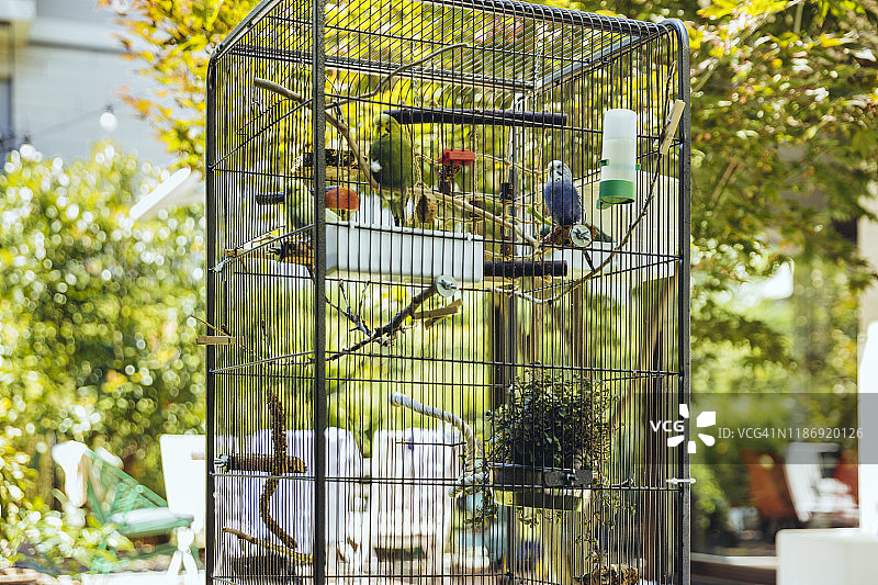 栖息在树枝笼子里的虎皮鹦鹉图片素材