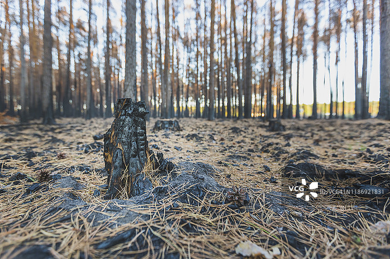 德国勃兰登堡州Beelitz的松树林刀耕火种景象图片素材